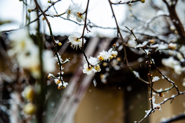 杨瀚森